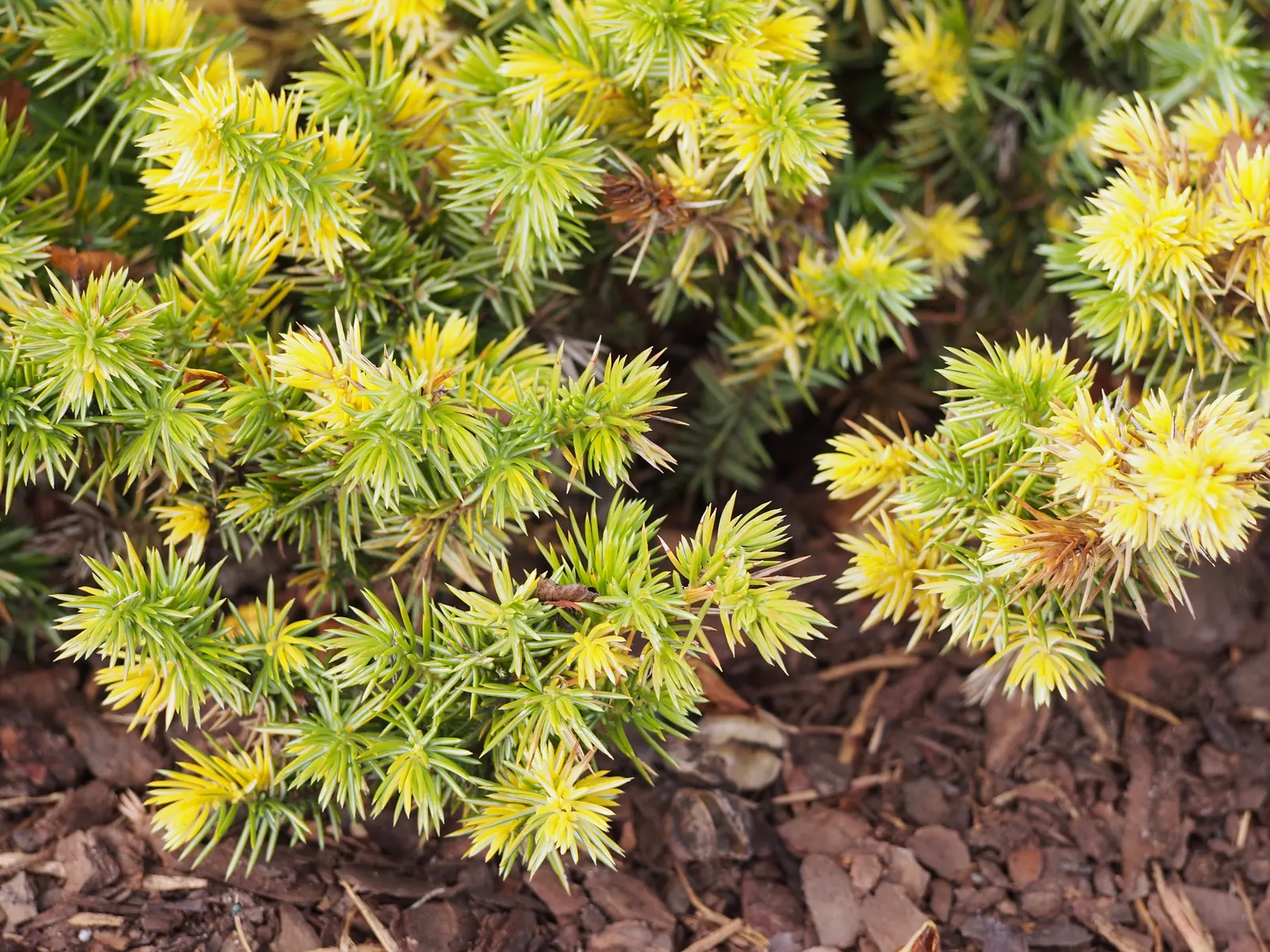 Shore Juniper (Juniperus Conferta) — creating dense mats that are ideal for erosion control on slopes or in areas where other plants might struggle