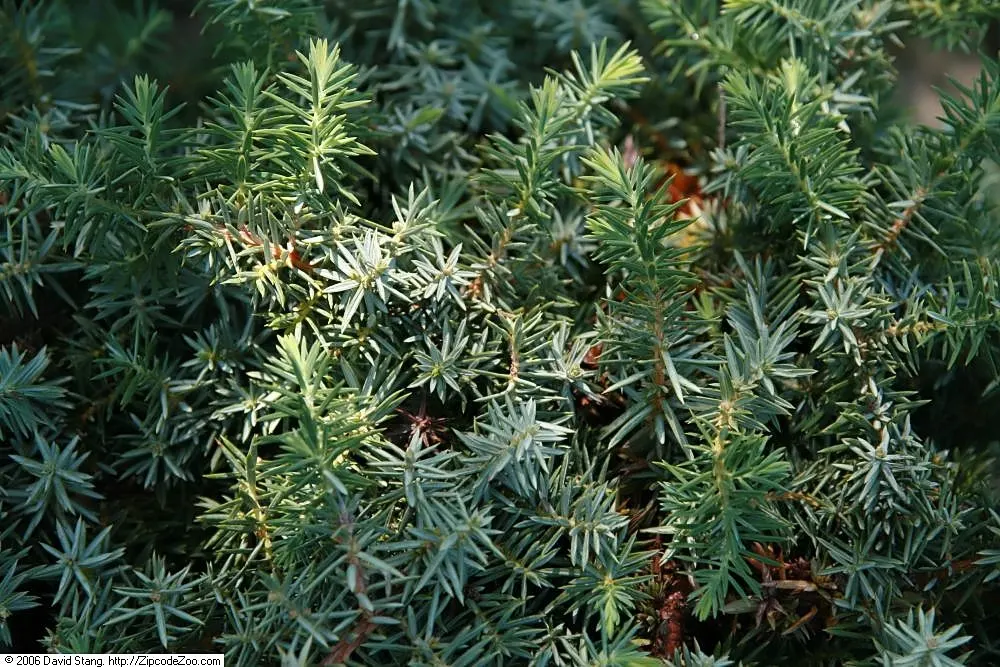 Shore Juniper (Juniperus Conferta) — blue-green needles spread up to 6 feet wide and stand approximately 1 foot tall