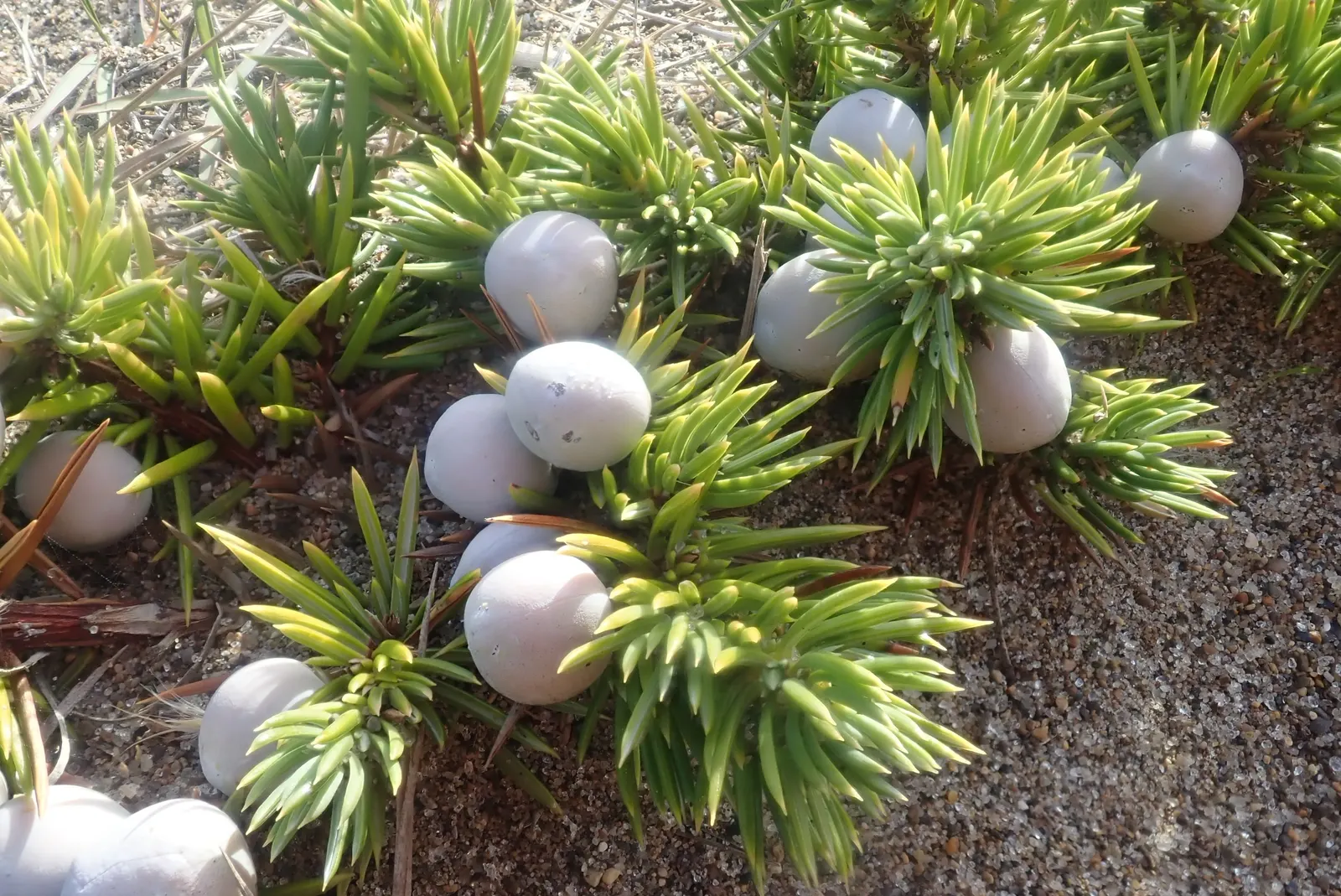 Shore Juniper (Juniperus Conferta) — integrating seamlessly into rock gardens