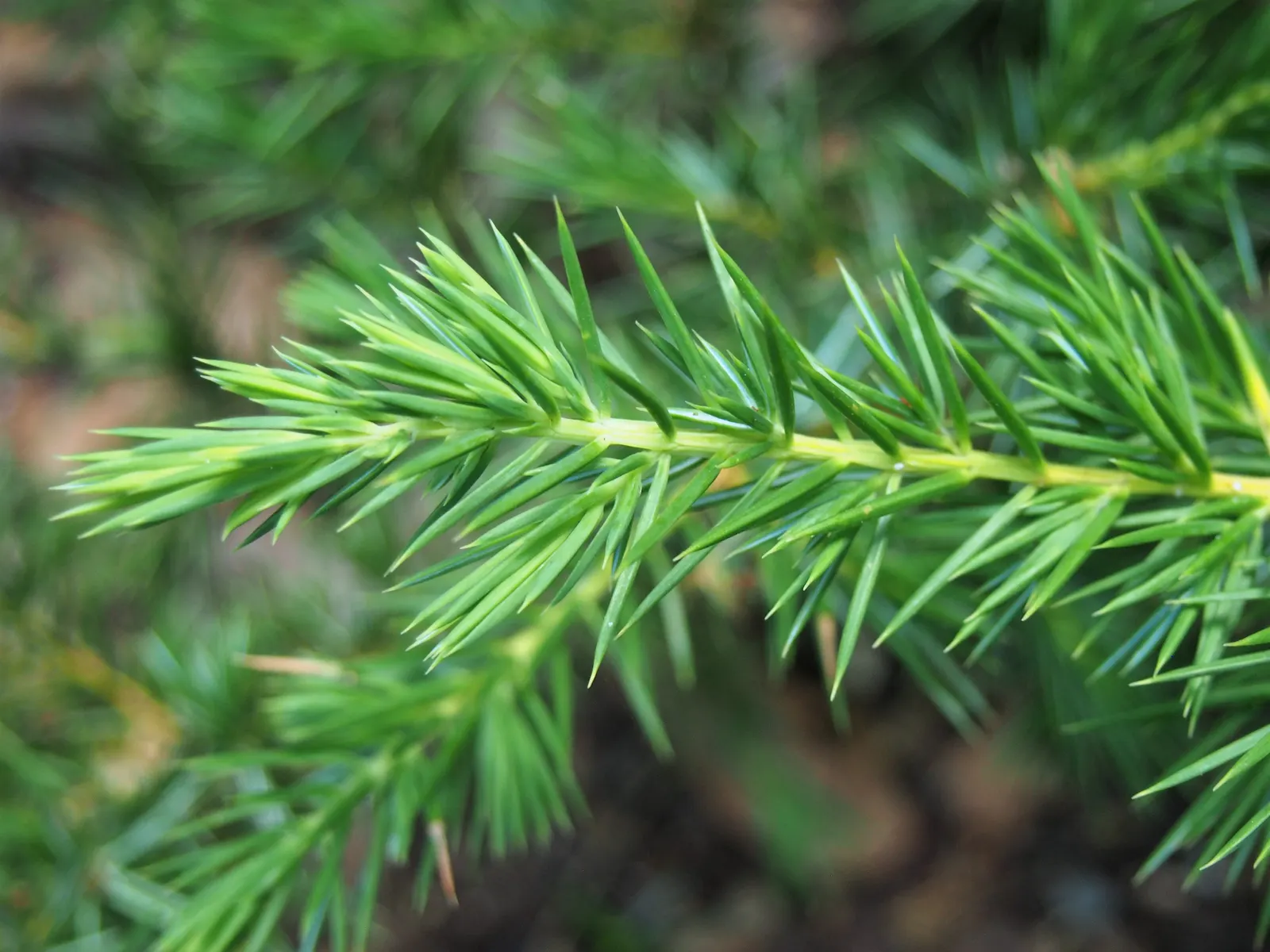 Shore Juniper (Juniperus Conferta) — or accentuating retaining walls with its cascading foliage