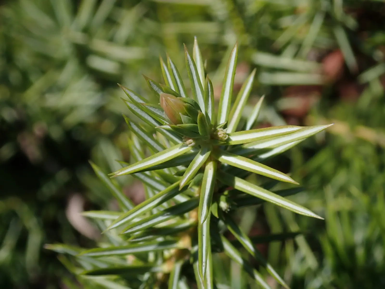 Shore Juniper (Juniperus Conferta) — or accentuating retaining walls with its cascading foliage, image 39