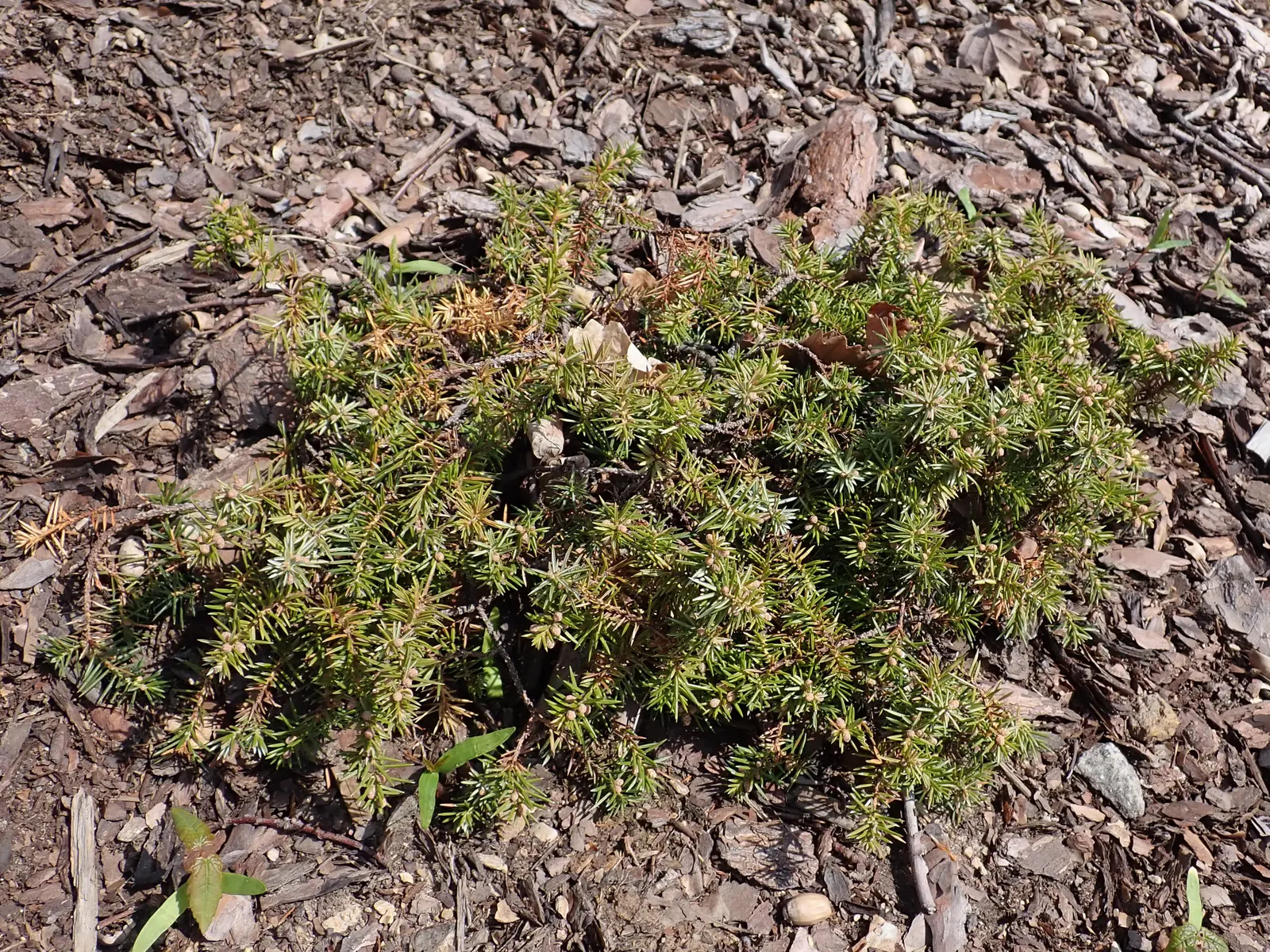 Shore Juniper (Juniperus Conferta) — This plant originates from Japan and exemplifies adaptability; creating dense mats that are ideal for erosion control on