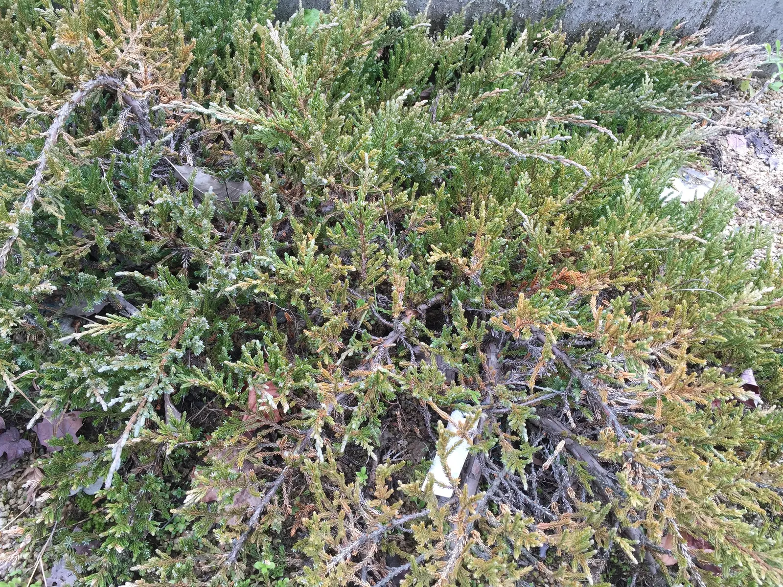 Shore Juniper (Juniperus Conferta) — promising year-round visual interest with minimal upkeep; creating dense mats that are ideal for erosion control on slopes