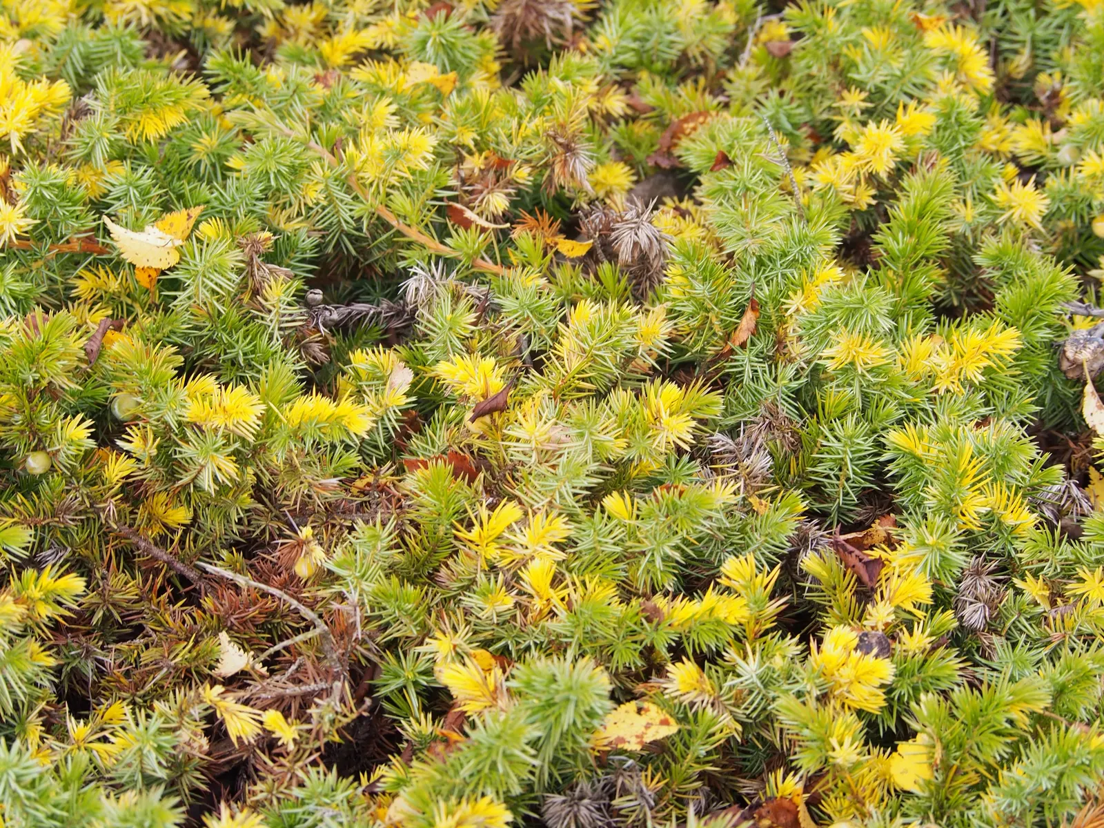 Shore Juniper (Juniperus Conferta) — This species is drought tolerant once established and requires well-draining soil