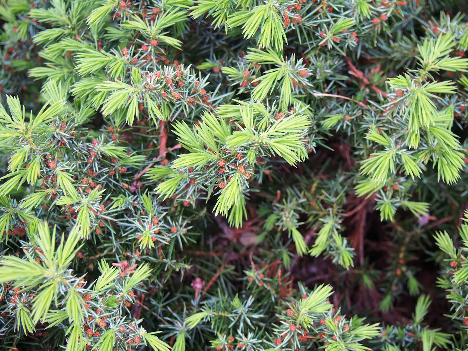 Shore Juniper (Juniperus Conferta) — thriving in USDA hardiness zones 6 through 9.<br><br>Typically; or accentuating retaining walls with its cascading foliage
