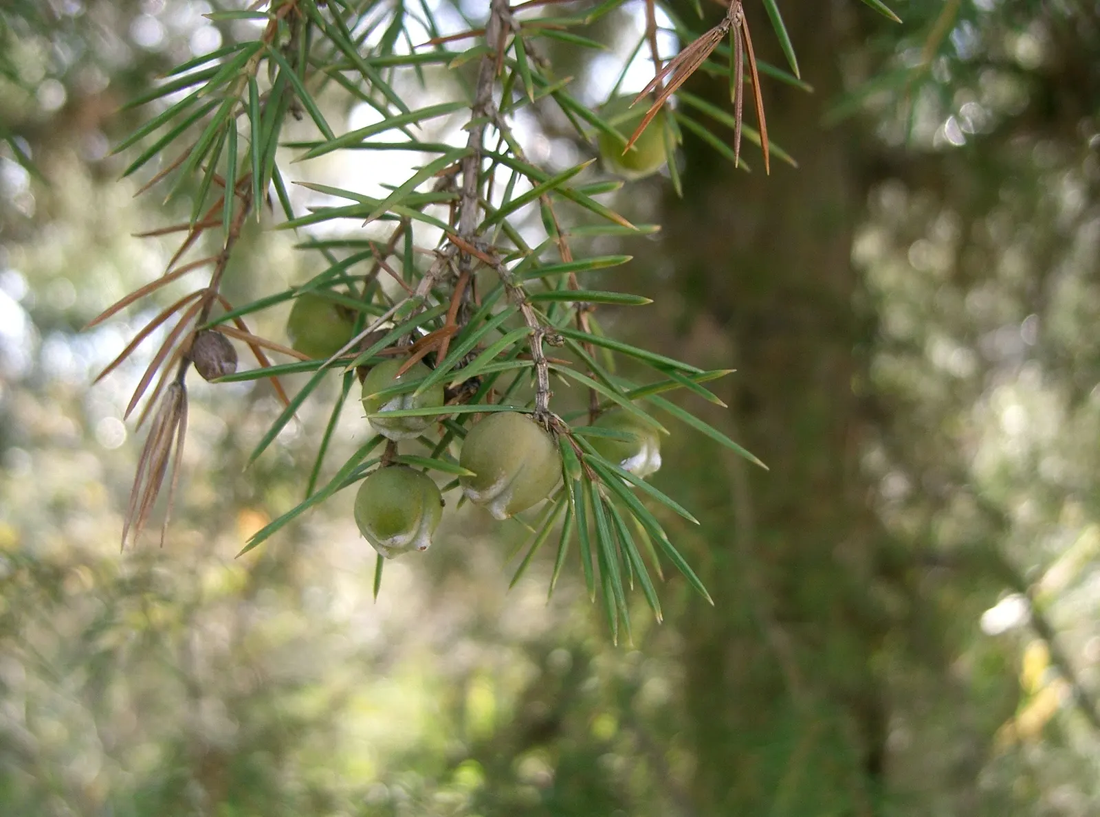 Shore Juniper (Juniperus Conferta) — thriving in USDA hardiness zones 6 through 9.<br><br>Typically