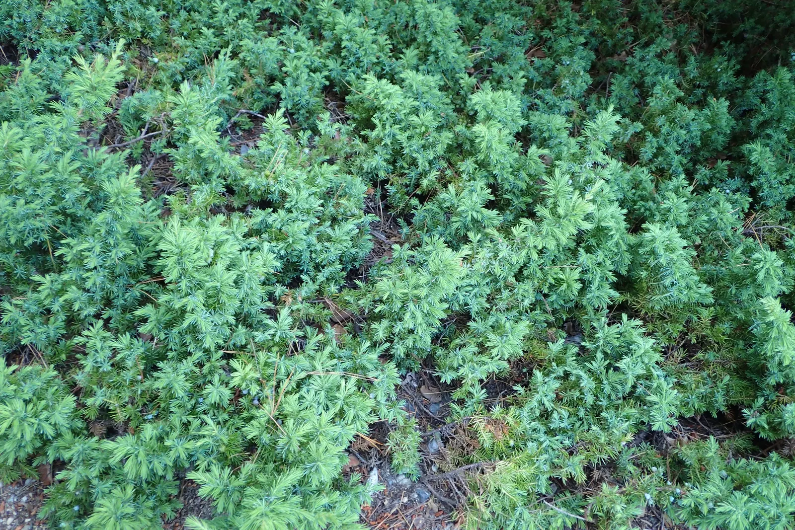 Shore Juniper (Juniperus Conferta) — blue-green needles spread up to 6 feet wide and stand approximately 1 foot tall; or accentuating retaining walls with its