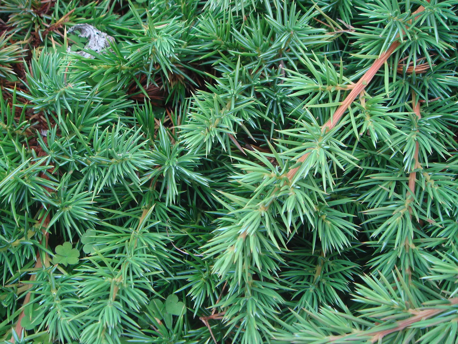 Shore Juniper (Juniperus Conferta) — making it an excellent choice for erosion control or rock gardens