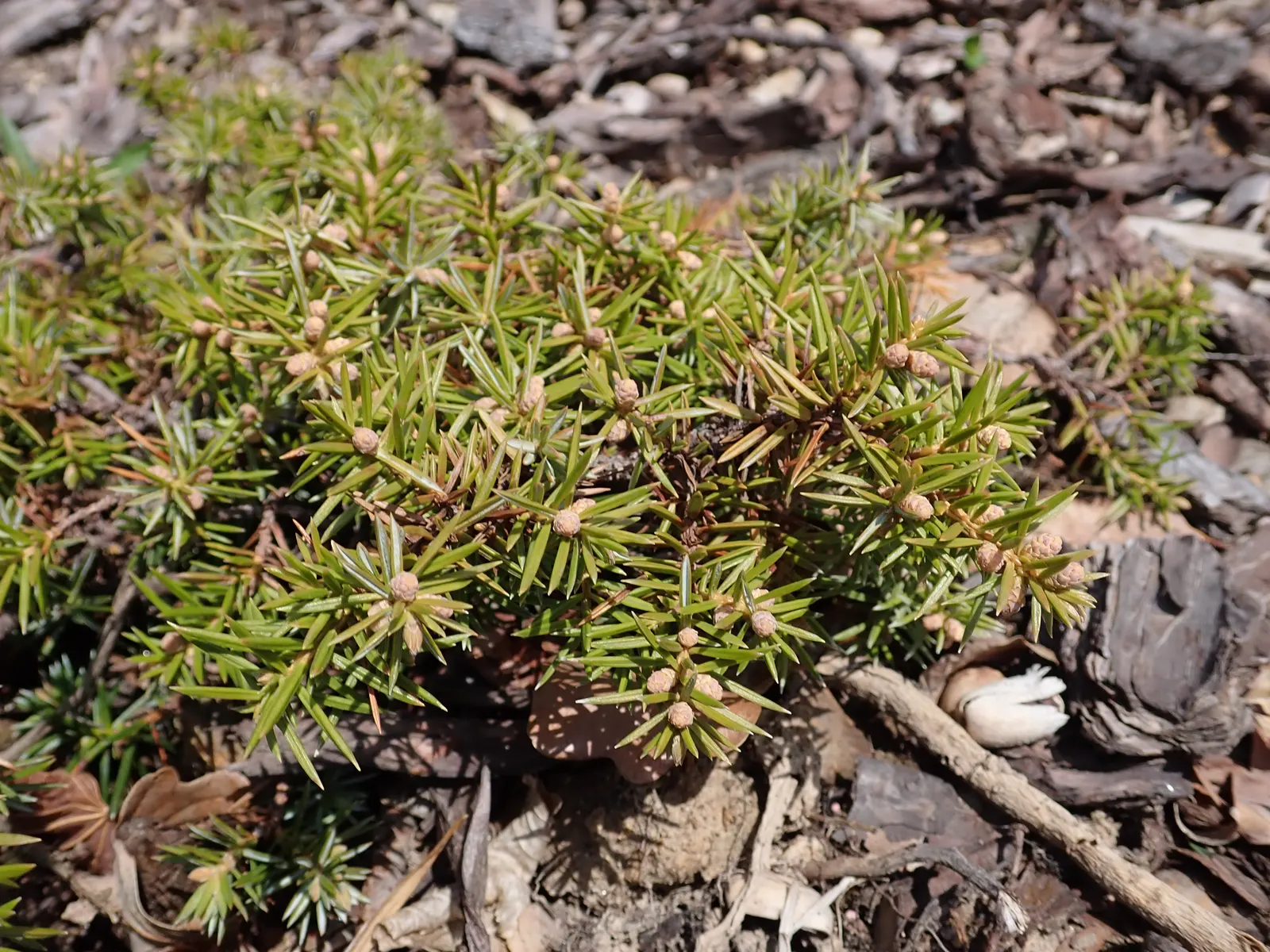 Shore Juniper (Juniperus Conferta) — creating dense mats that are ideal for erosion control on slopes or in areas where other plants might struggle, image 32