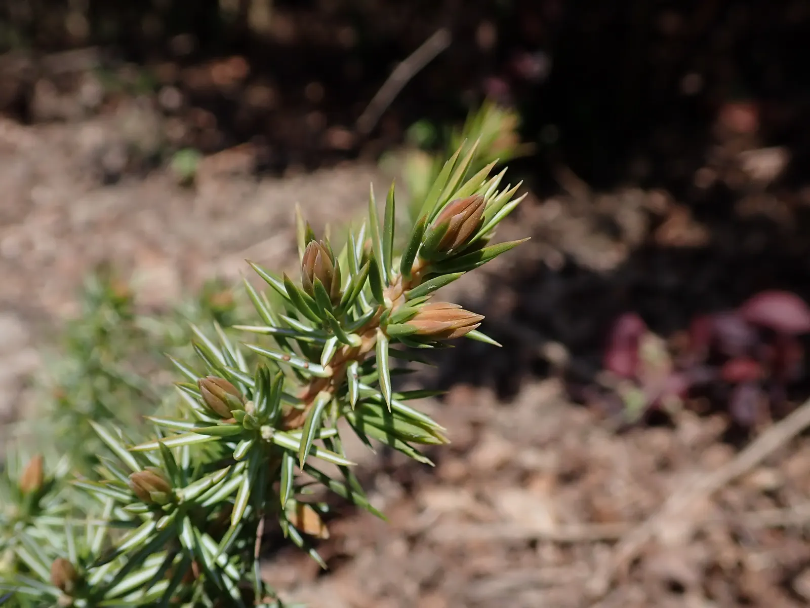 Shore Juniper (Juniperus Conferta) — Its branches sweep low and wide