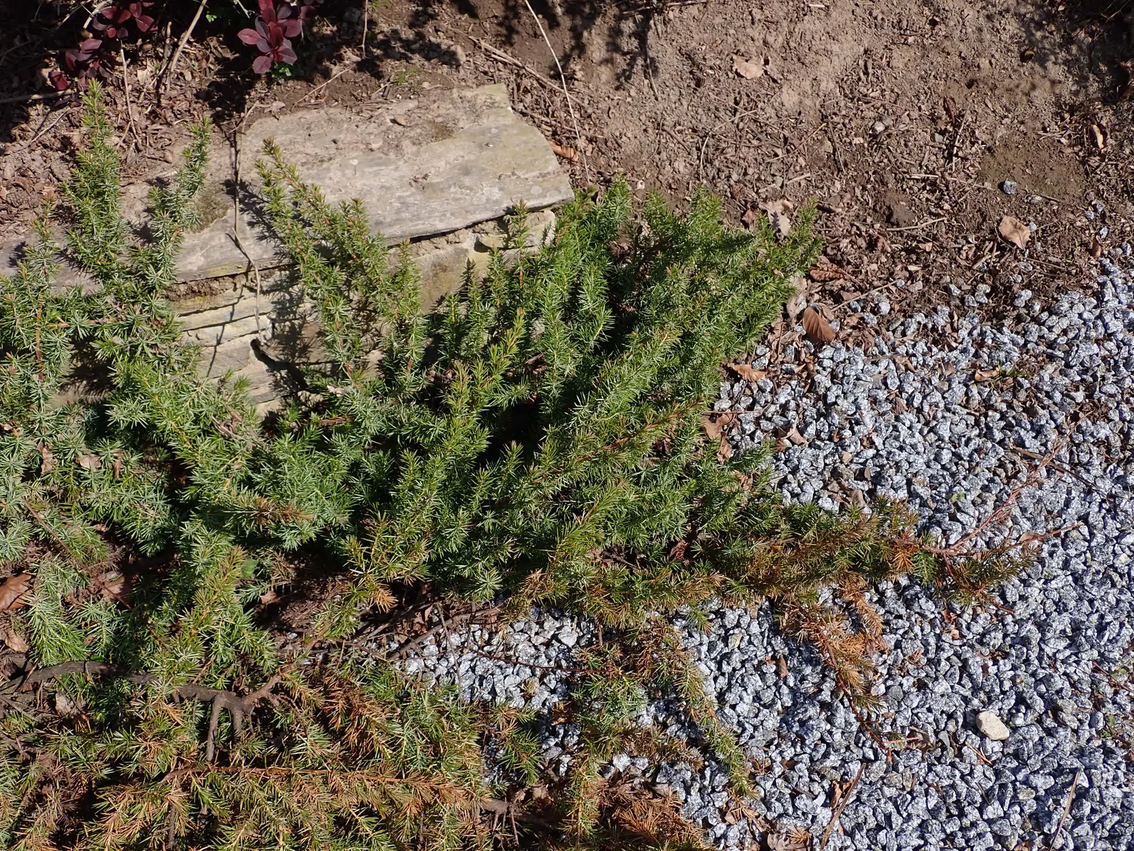 Shore Juniper (Juniperus Conferta) — is a highly esteemed groundcover conifer