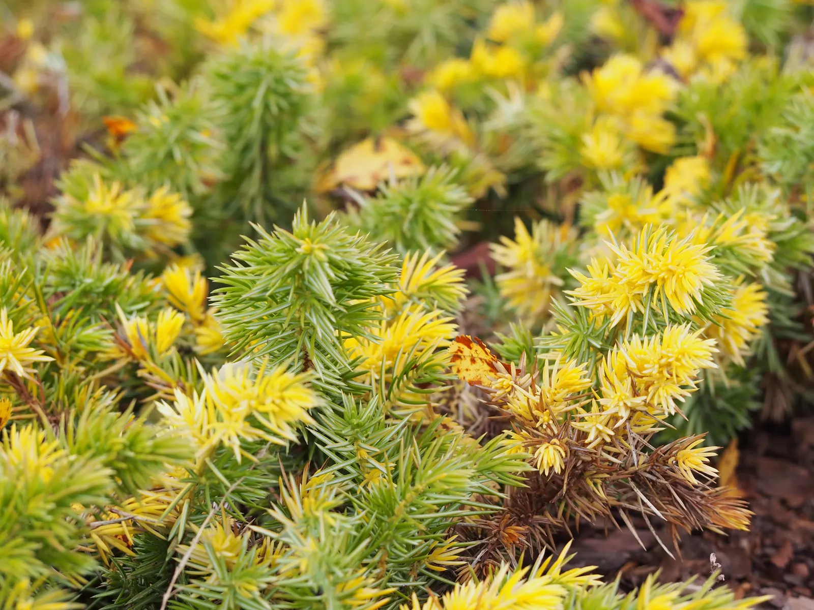 Shore Juniper (Juniperus Conferta) — Minimal pruning is necessary to maintain its natural flowing habit