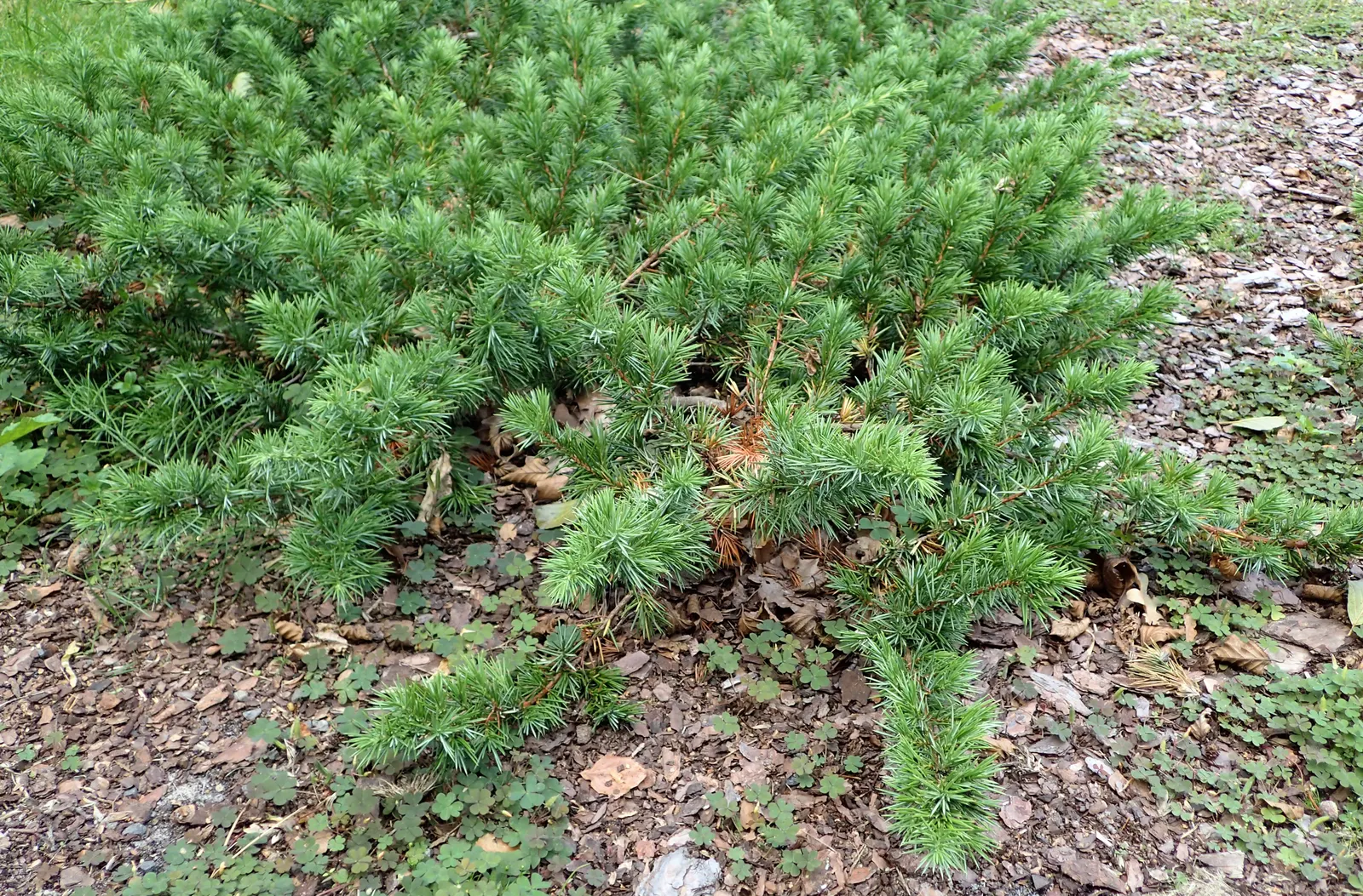 Shore Juniper (Juniperus Conferta) — especially to avoid root rot in wetter climates; creating dense mats that are ideal for erosion control on slopes or in