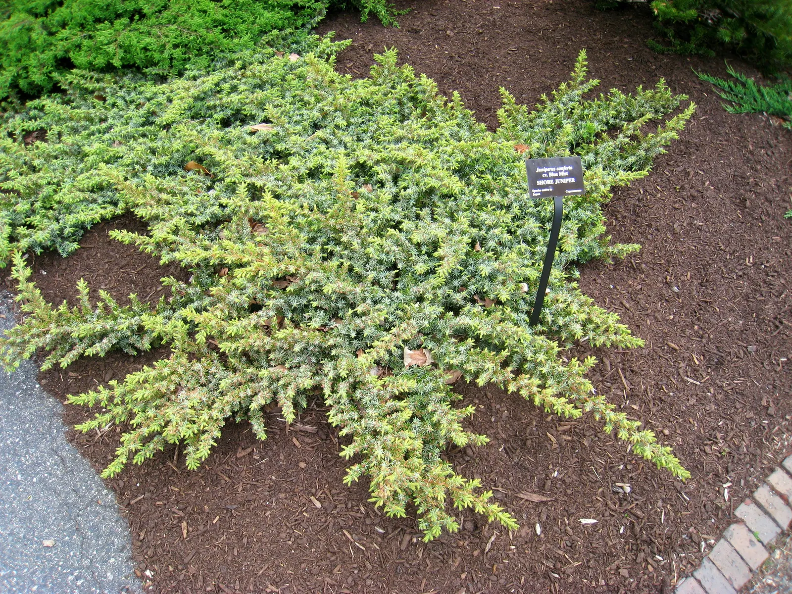 Shore Juniper (Juniperus Conferta) — The evergreen foliage presents a striking blue-green hue throughout the year; or accentuating retaining walls with its