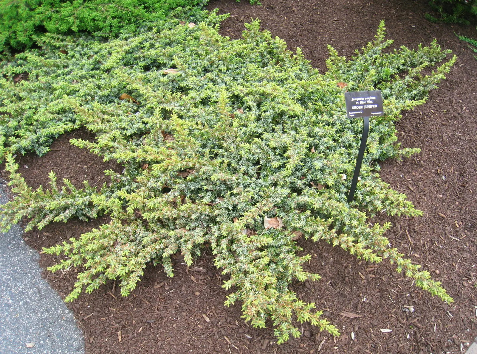 Shore Juniper (Juniperus Conferta) — is a highly esteemed groundcover conifer; making it an excellent choice for erosion control or rock gardens