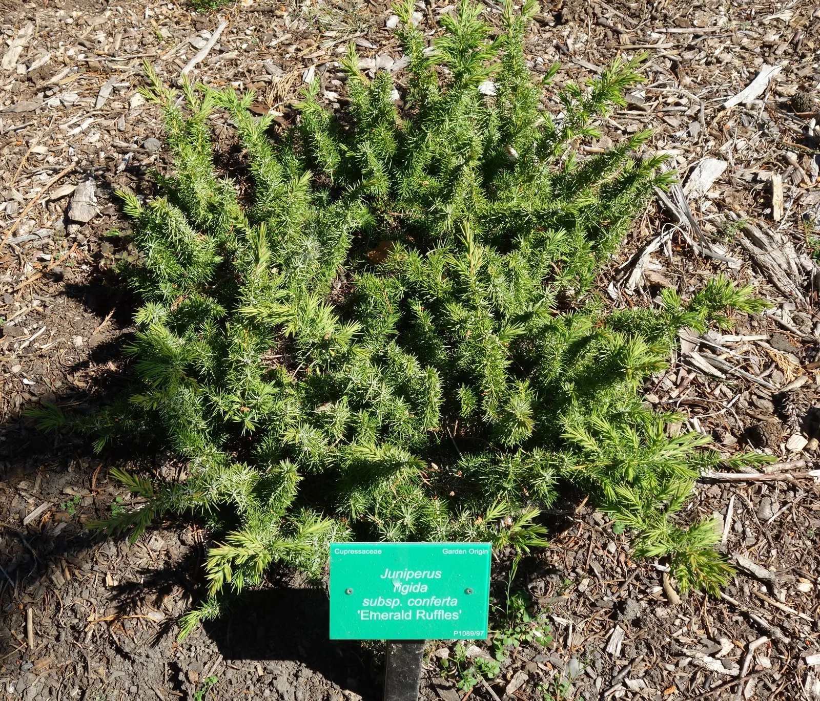 Shore Juniper (Juniperus Conferta) — integrating seamlessly into rock gardens; creating dense mats that are ideal for erosion control on slopes or in areas
