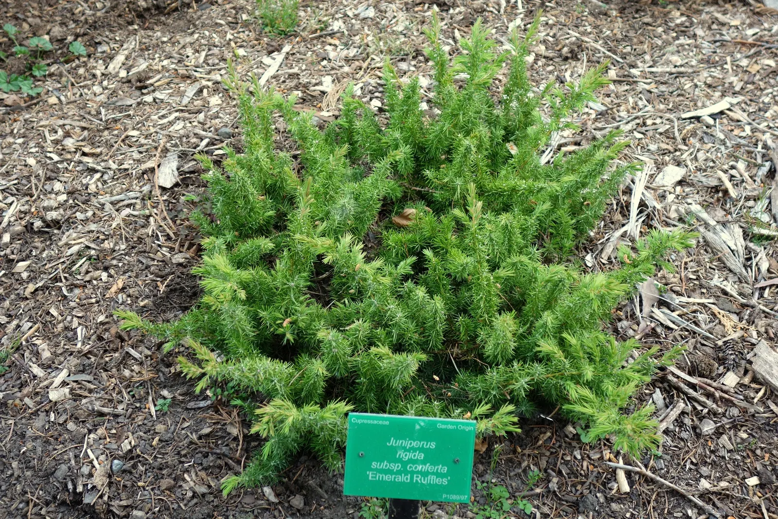 Shore Juniper (Juniperus Conferta) — Minimal pruning is necessary to maintain its natural flowing habit; or accentuating retaining walls with its cascading