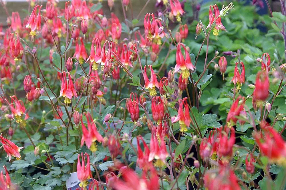 Little Lanterns Columbine (Aquilegia Canadensis 'Little Lanterns') — Known for its vibrant, nodding flowers with red sepals and yellow petals, it blooms in