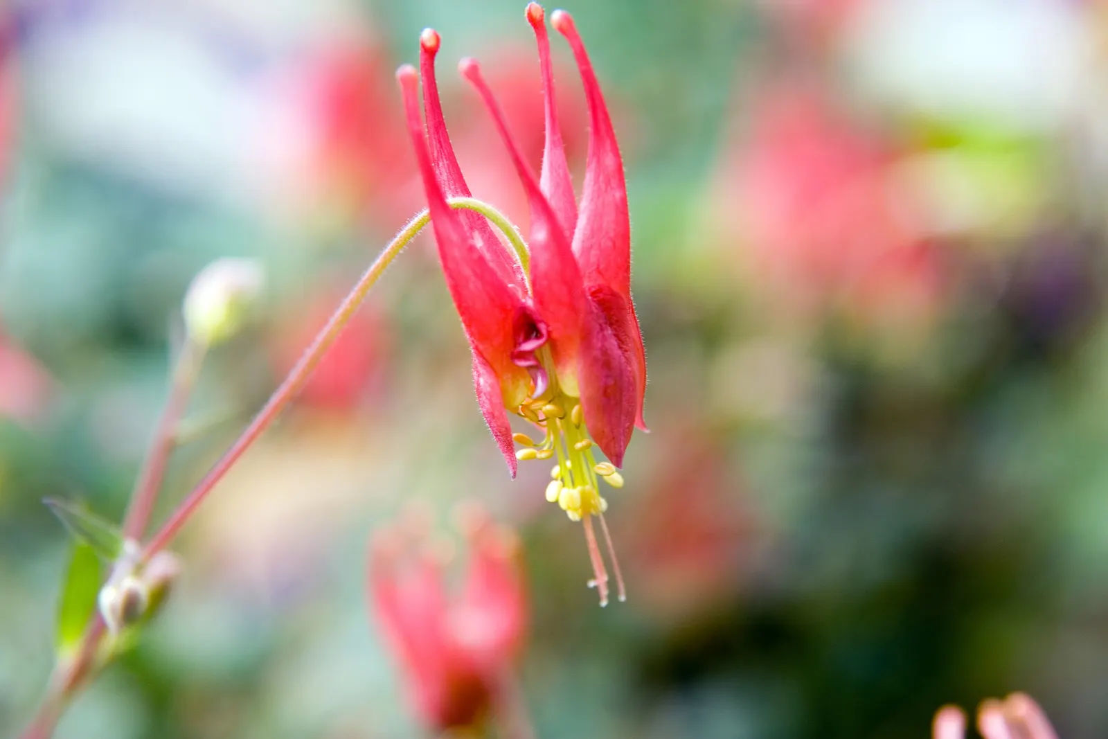 Little Lanterns Columbine (Aquilegia Canadensis 'Little Lanterns') — A coveted addition to any landscape design for its delightful