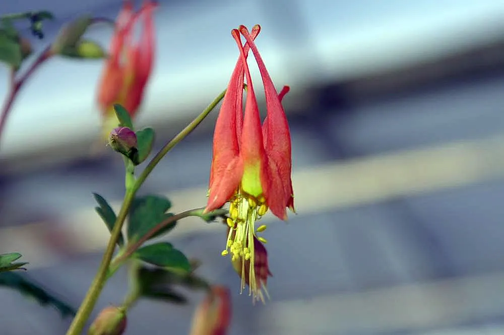 Little Lanterns Columbine (Aquilegia Canadensis 'Little Lanterns') — compact perennial that is a diminutive version of the native Eastern North American Wild