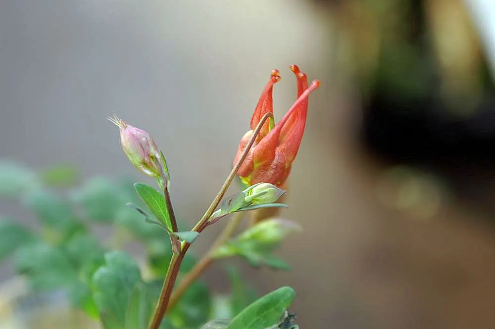 Little Lanterns Columbine (Aquilegia Canadensis 'Little Lanterns') — Hardy to USDA zone 3, it thrives in partial shade to full sun and prefers well-drained soil