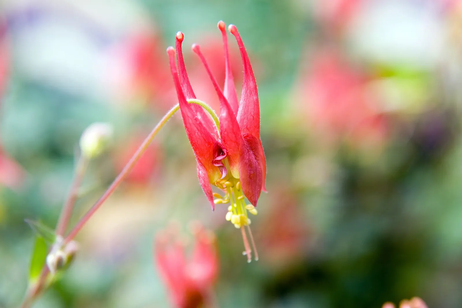 Little Lanterns Columbine (Aquilegia Canadensis 'Little Lanterns') — commonly referred to as Little Lanterns Columbine