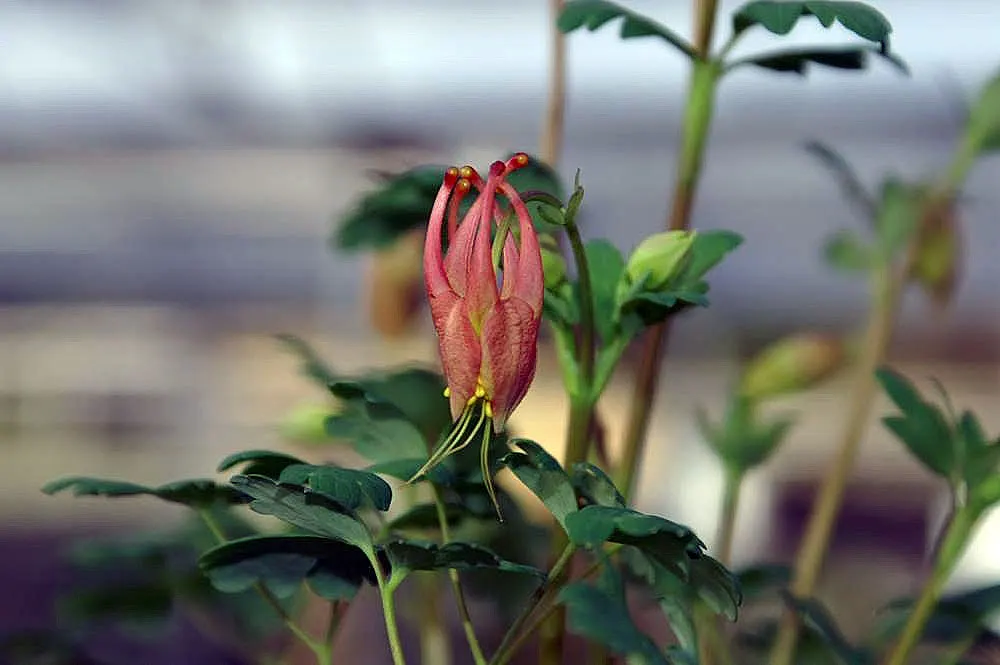 Little Lanterns Columbine (Aquilegia Canadensis 'Little Lanterns') — Aquilegia canadensis 'Little Lanterns' is a compact perennial