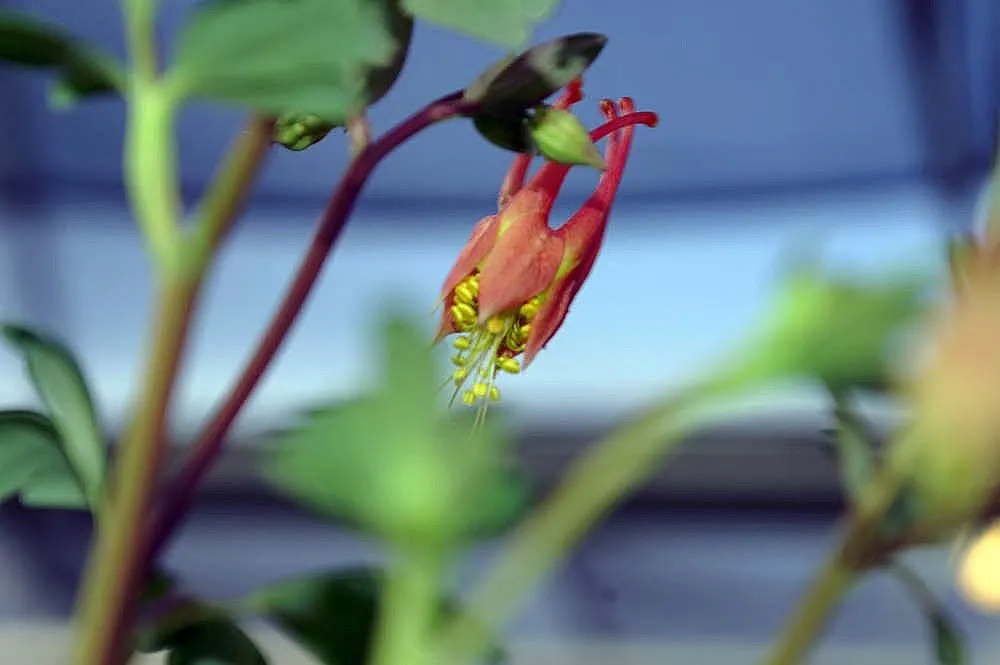 Little Lanterns Columbine (Aquilegia Canadensis 'Little Lanterns') — standing 10-12 inches tall with a similar spread