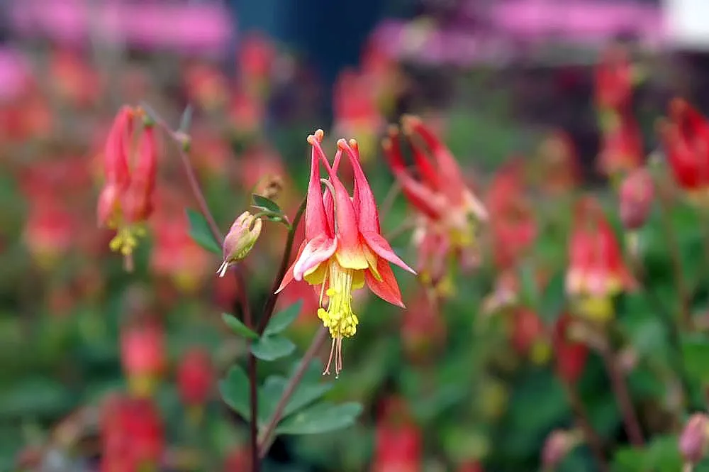 Little Lanterns Columbine (Aquilegia Canadensis 'Little Lanterns') — 'Little Lanterns' attracts hummingbirds and is excellent for borders or naturalistic