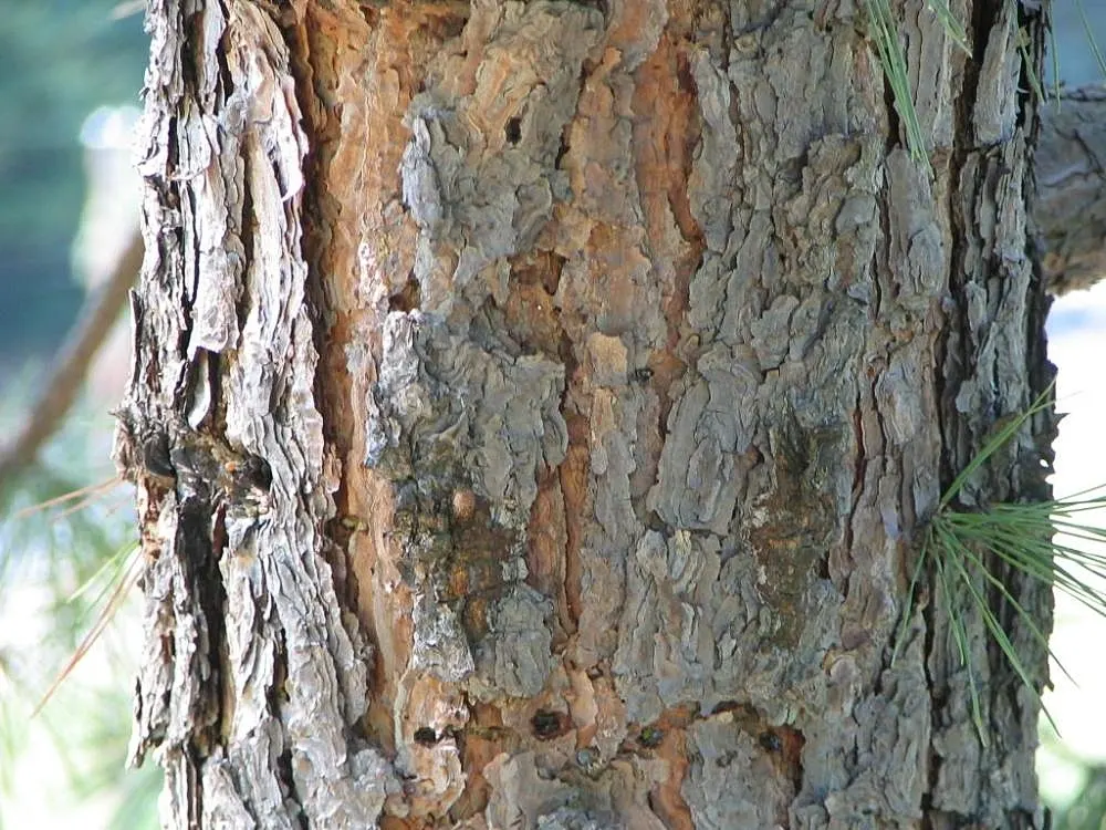 Shortleaf Pine (Pinus Echinata) — This hardy species offers picturesque aesthetics and is excellent for large landscape designs
