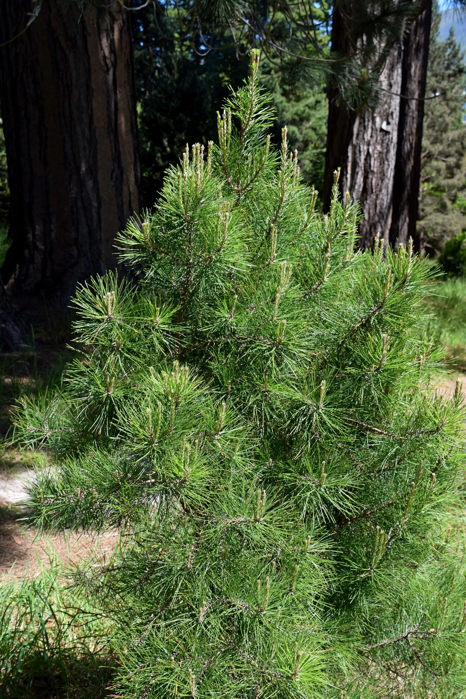 Shortleaf Pine (Pinus Echinata) — from dry rocky outcrops to moist valley bottoms