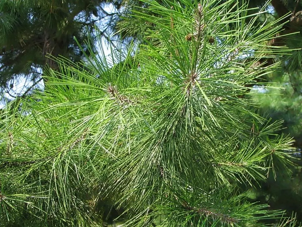 Shortleaf Pine (Pinus Echinata) — present in bundles of two or three