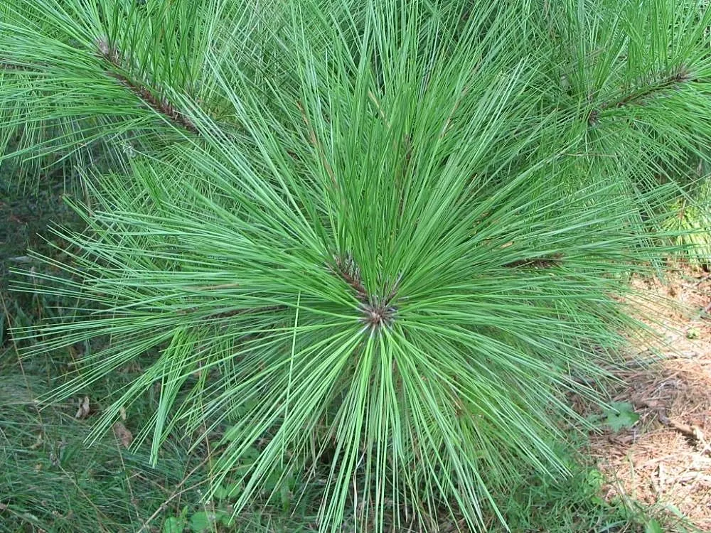 Shortleaf Pine (Pinus Echinata) — Preferring full sun, it's valued for ornamental use and timber