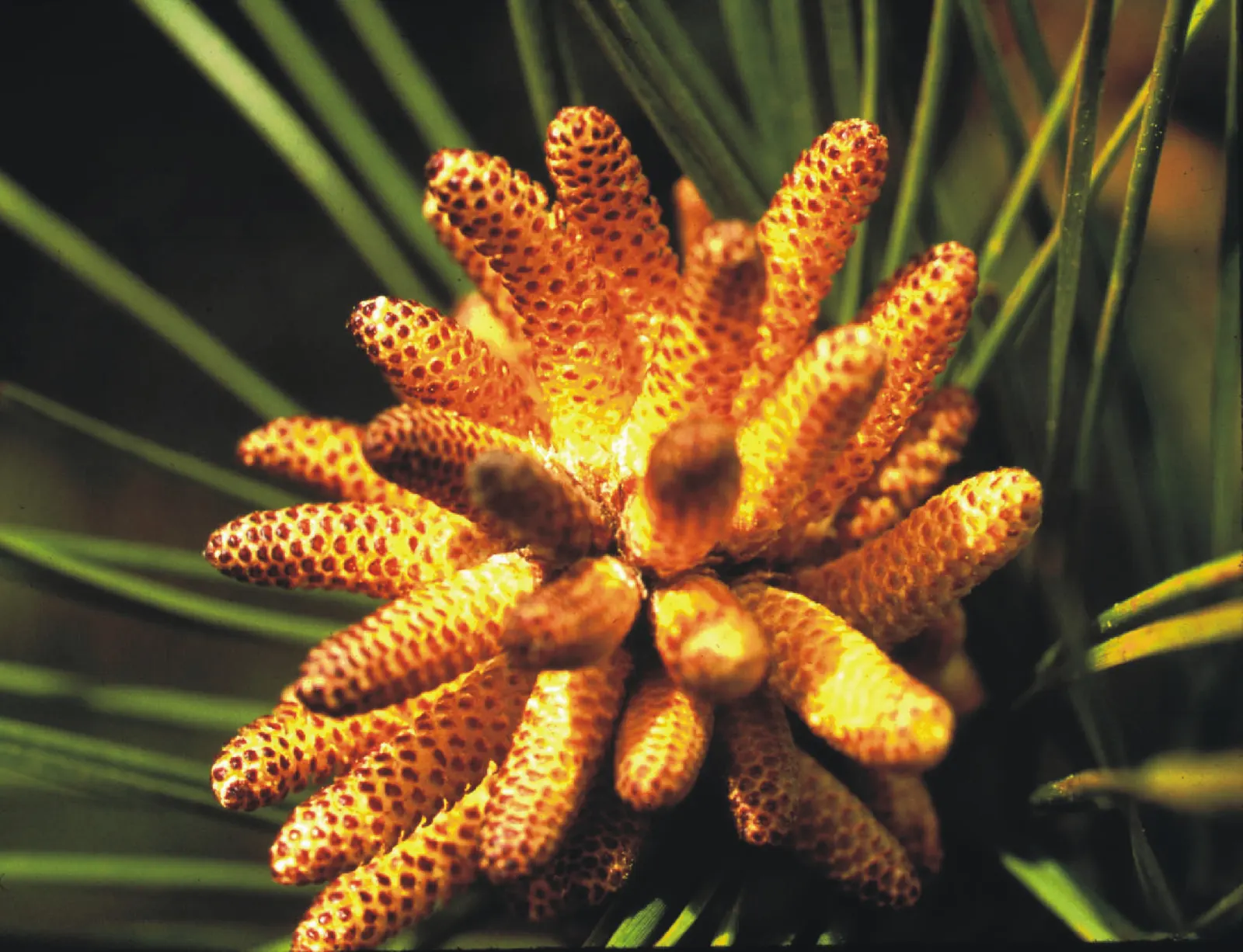 Shortleaf Pine (Pinus Echinata) — Adapting to various soils, this tree typically reaches 65-100 ft in height, with a slim 20-30 ft spread; present in bundles