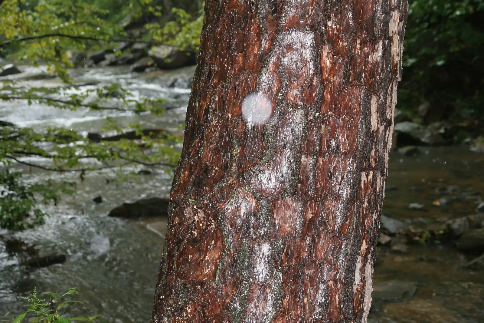 Shortleaf Pine (Pinus Echinata) — with a trunk diameter averaging around 2 to 3 feet