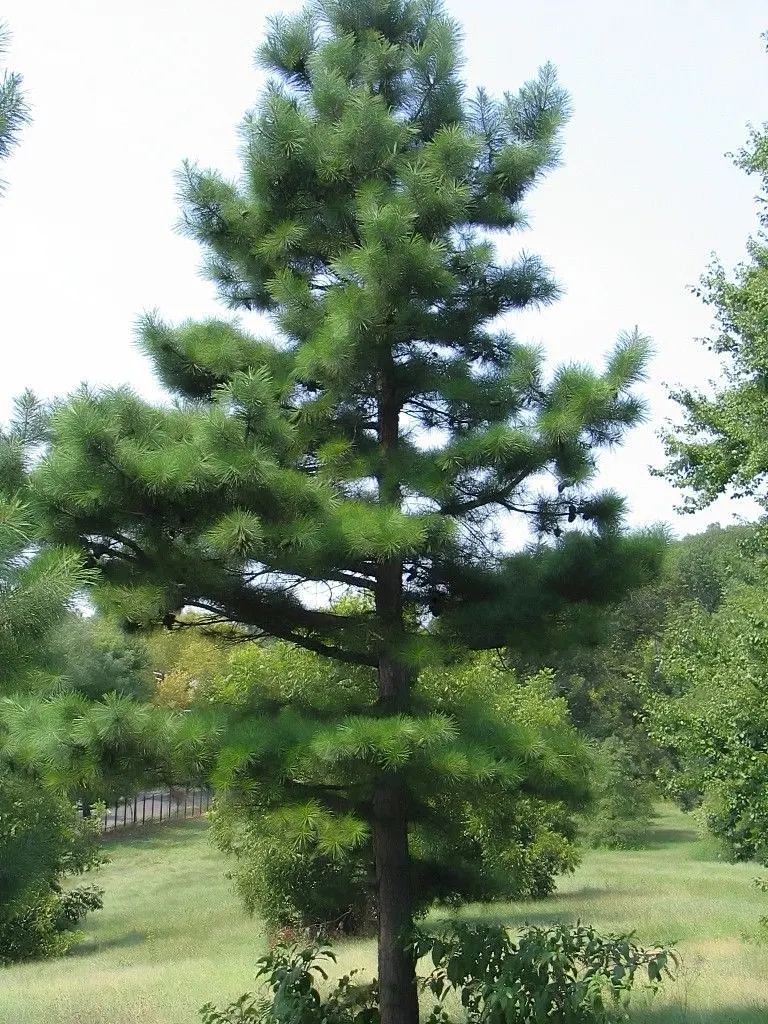 Shortleaf Pine (Pinus Echinata) — Adapting to various soils, this tree typically reaches 65-100 ft in height, with a slim 20-30 ft spread