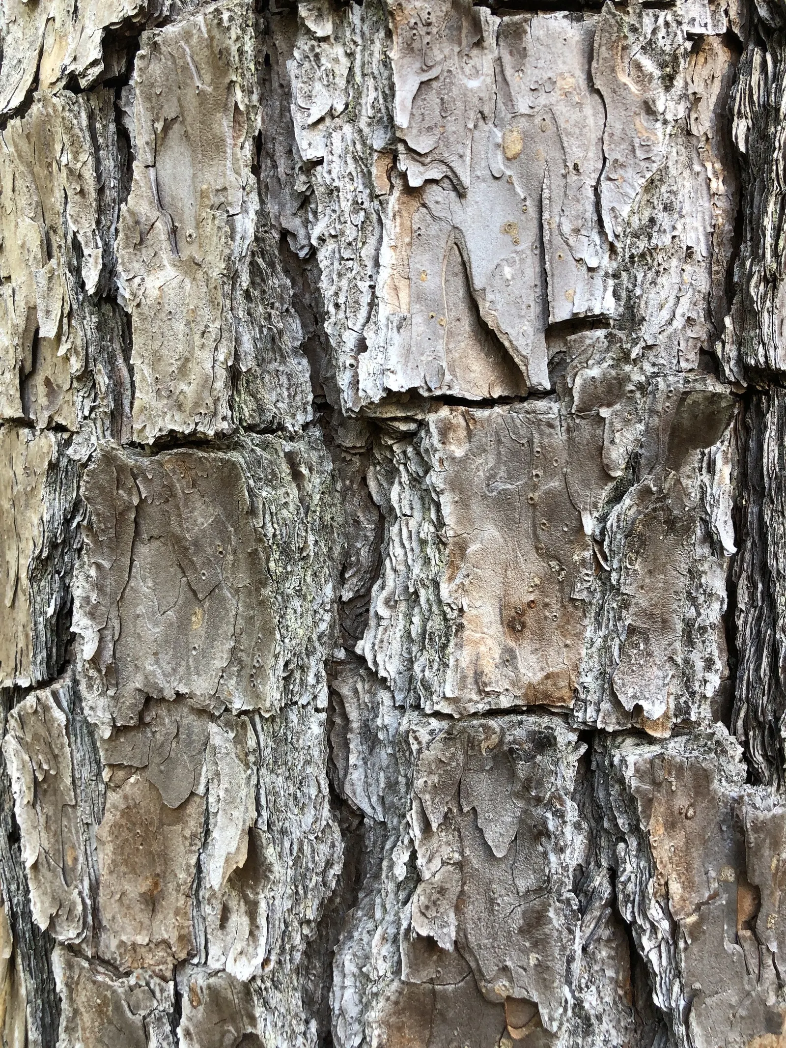 Shortleaf Pine (Pinus Echinata) — measuring approximately 1.5 to 2.5 inches in length