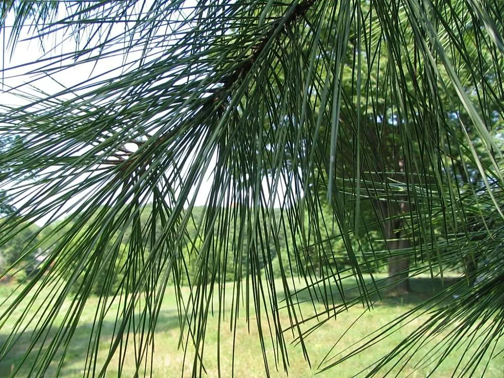Shortleaf Pine (Pinus Echinata) — Its needles, in bundles of two or three, grow up to 3-5 inches long