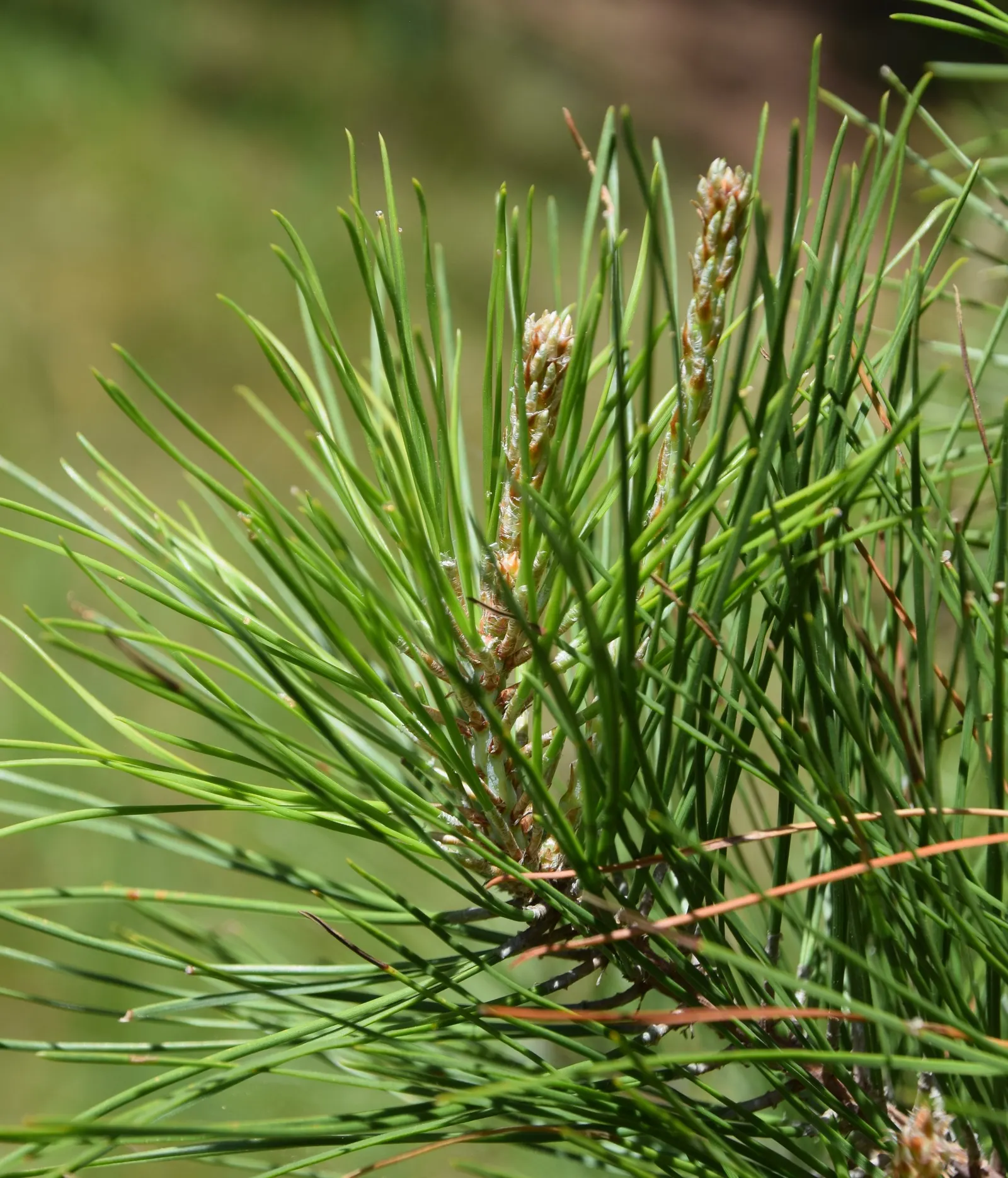 Shortleaf Pine (Pinus Echinata) — ensuring it adds to the overall design without overwhelming it