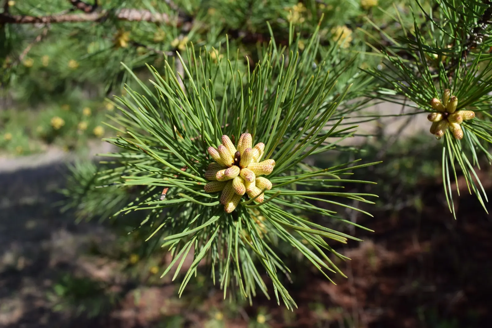 Shortleaf Pine (Pinus Echinata) — Its needles, in bundles of two or three, grow up to 3-5 inches long; establishing itself firmly with a deep taproot system