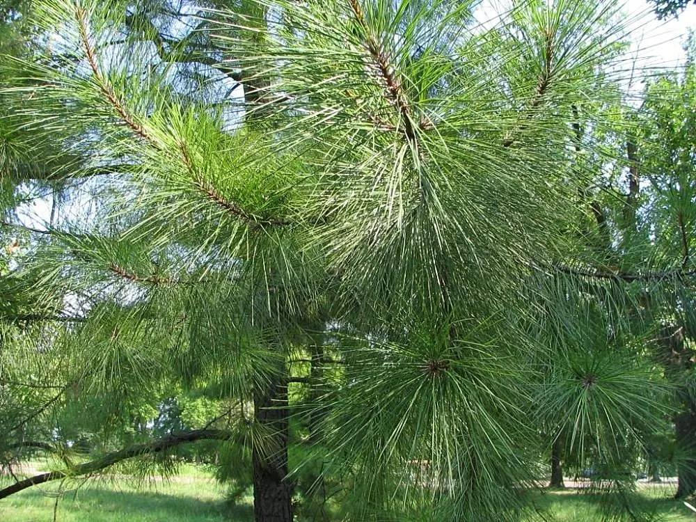 Shortleaf Pine (Pinus Echinata) — Its crown is irregularly rounded, offering a somewhat open and airy aesthetic