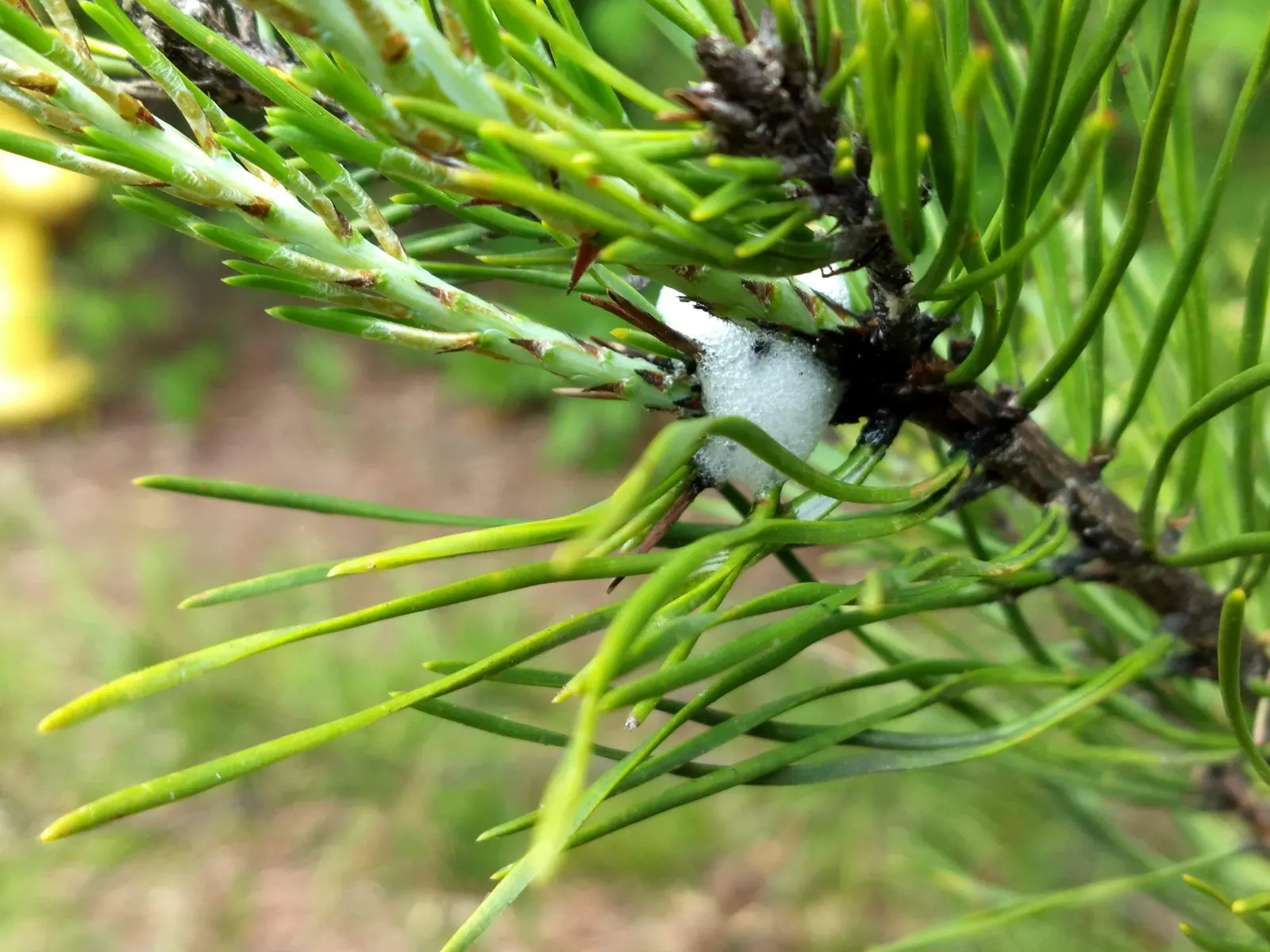 Shortleaf Pine (Pinus Echinata) — The Shortleaf Pine (Pinus echinata) is a resilient conifer native to the southeastern US