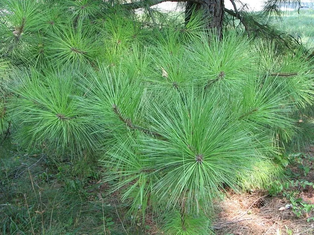 Shortleaf Pine (Pinus Echinata) — The Shortleaf Pine (Pinus echinata) is a resilient conifer native to the southeastern US; preferring full sun, it's valued