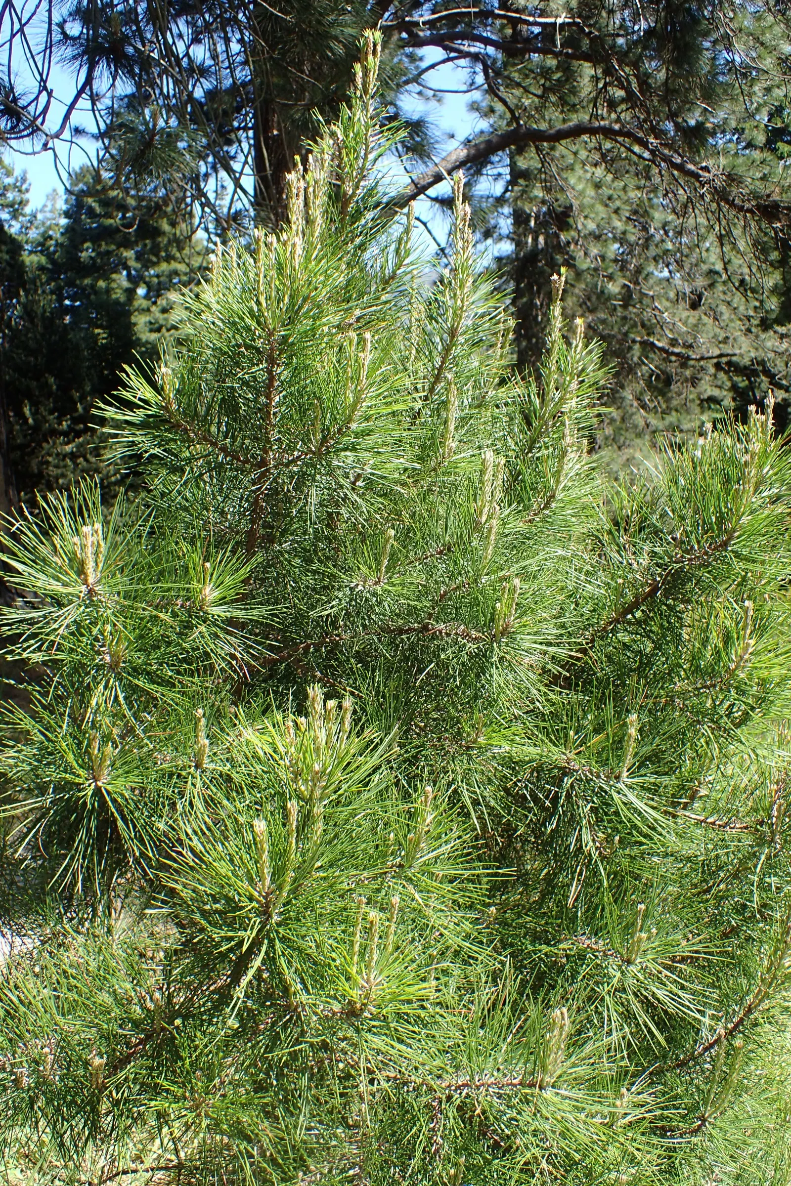 Shortleaf Pine (Pinus Echinata) — Shortleaf Pine thrives in a range of soil types