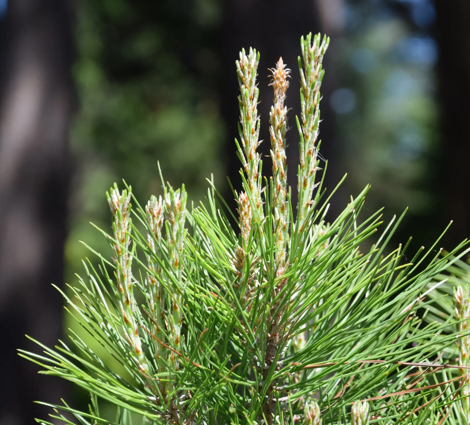 Shortleaf Pine (Pinus Echinata) — establishing itself firmly with a deep taproot system
