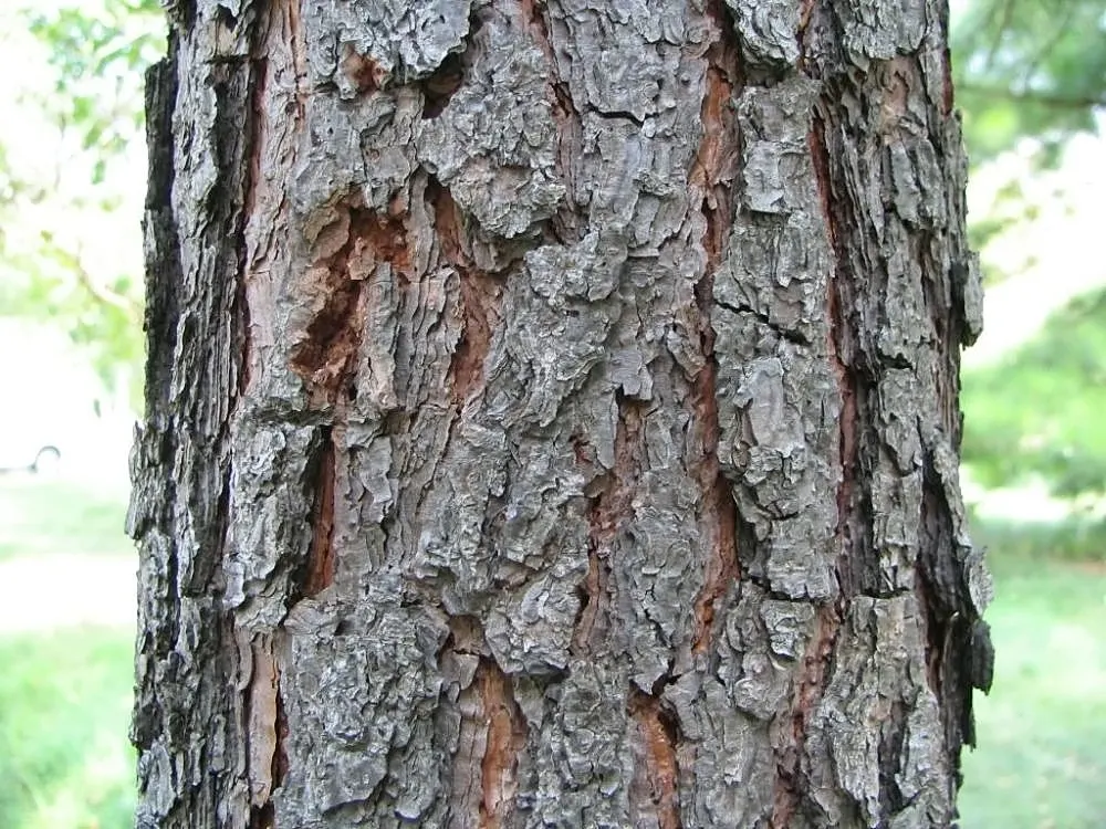 Shortleaf Pine (Pinus Echinata) — about 3 to 5 inches in length