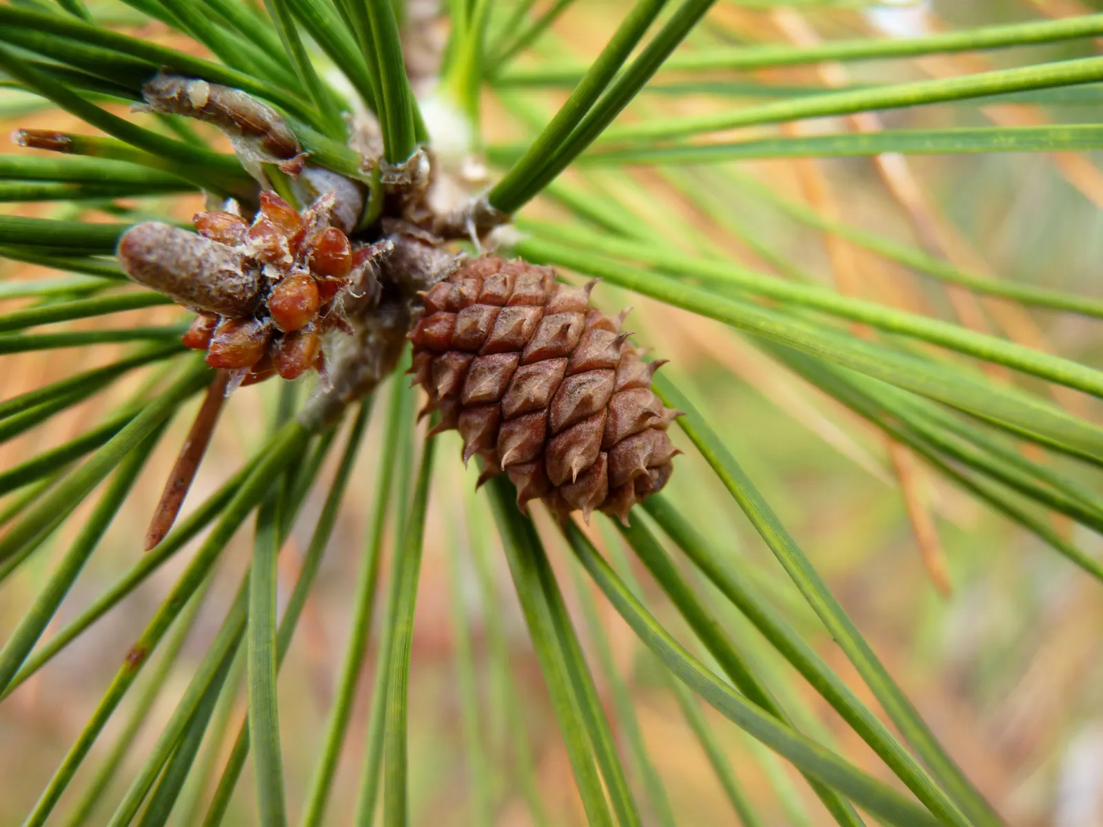 Shortleaf Pine (Pinus Echinata) — conifer / tree for full