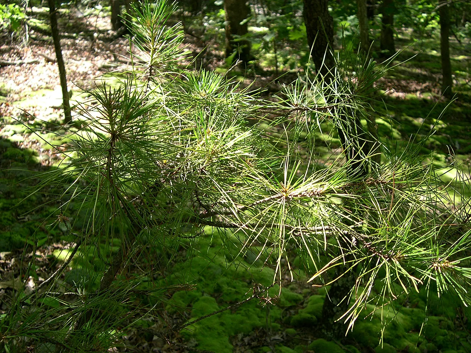 Shortleaf Pine (Pinus Echinata) — This evergreen tree is prized both for its ornamental qualities and utility in the landscape