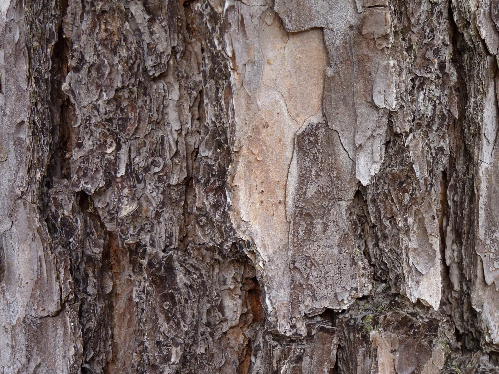 Shortleaf Pine (Pinus Echinata) — These exhibit a light brown color that seamlessly blends with the foliage.<br><br>Highly adaptable