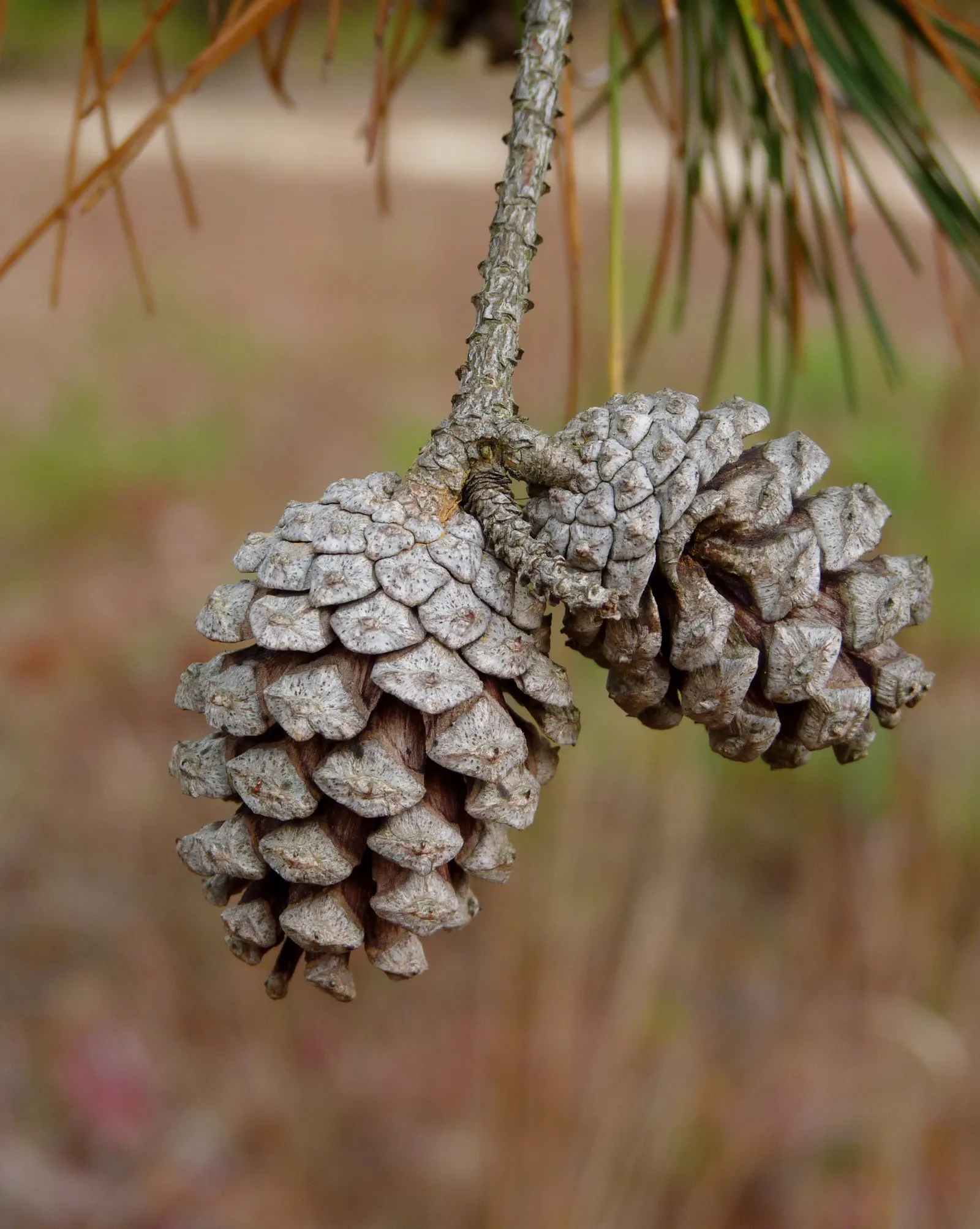 Shortleaf Pine (Pinus Echinata) — scientifically designated as Pinus echinata